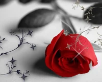 leaf, nature, red, rose