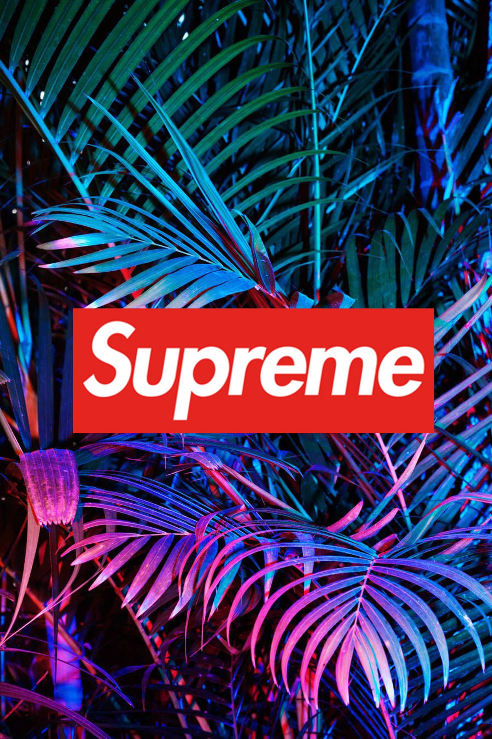 Um close no logotipo da caixa vermelha da supreme em uma palmeira (cor, hypebeast, estranho, supreme, coisas)