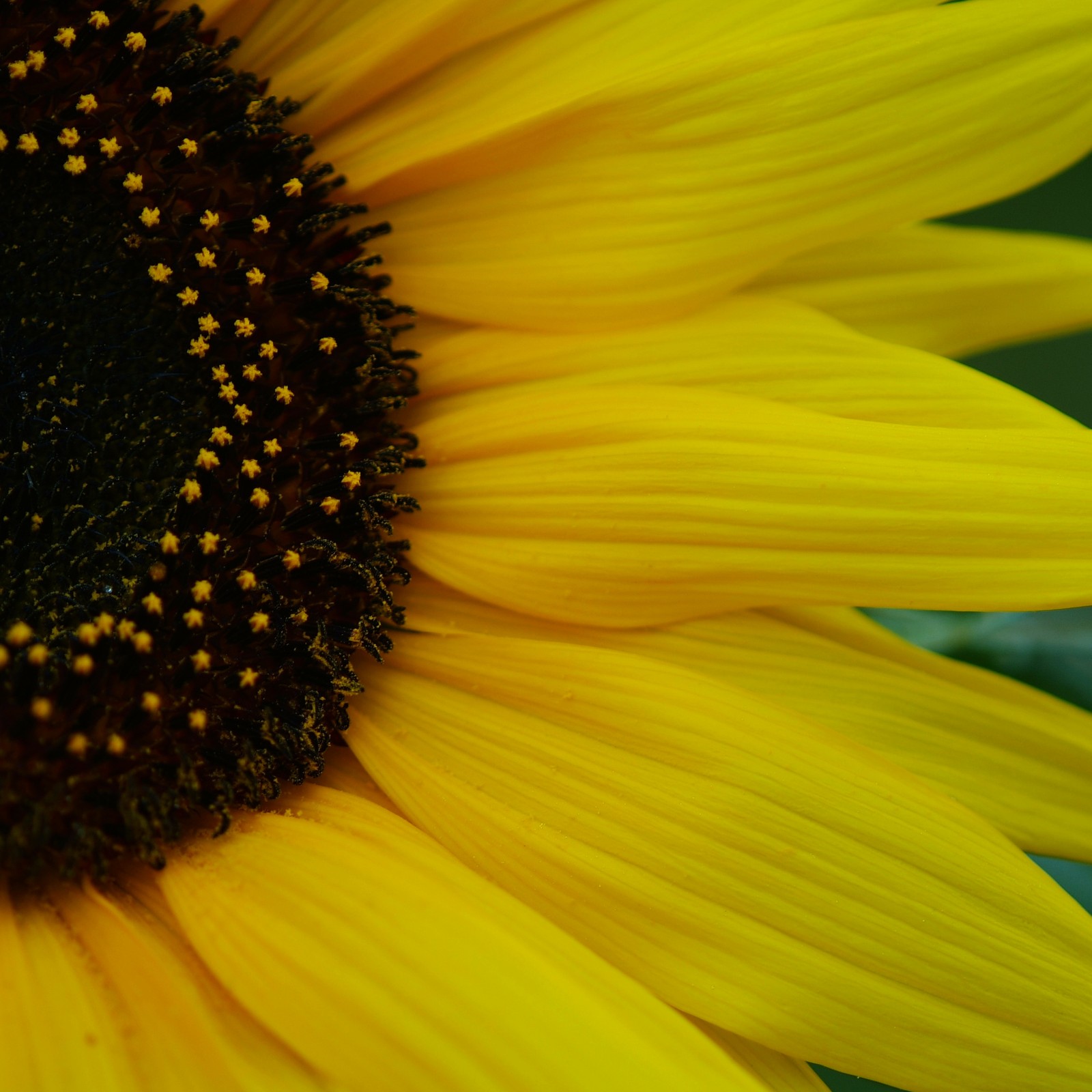 Un primer plano de un girasol sobre un fondo verde (felicidad, optimismo, pfurman, girasol)