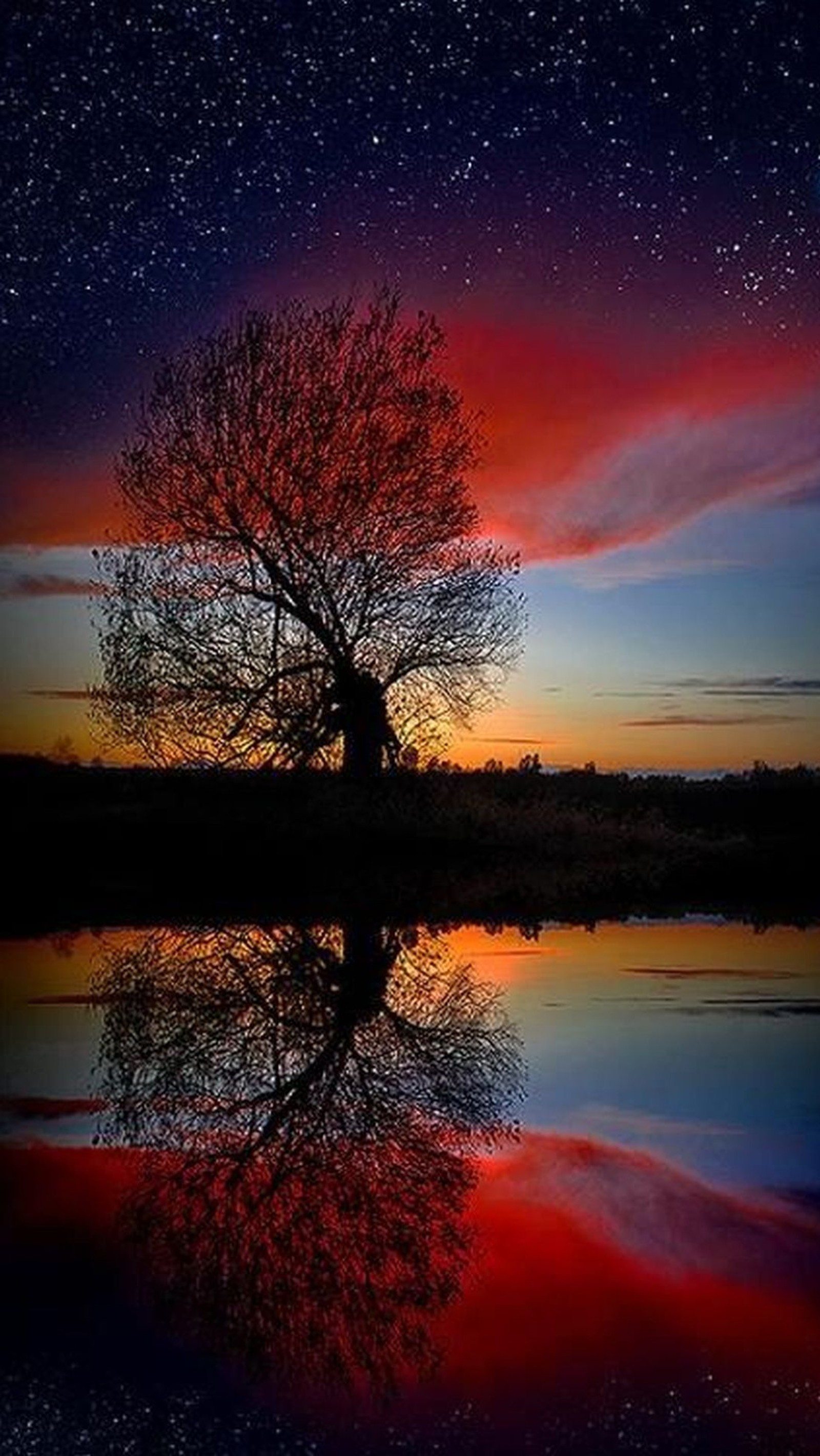 A tree with a red sky reflected in the water (sky, sunset)