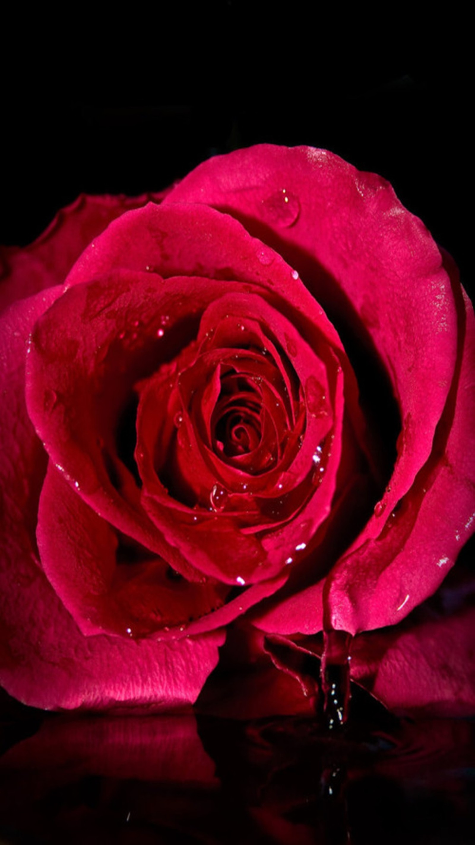 Eine rosa rose mit wassertropfen darauf, die auf einem tisch liegt (rot, rose)