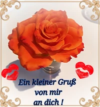 Herzliche Grüße mit einer lebhaften orangefarbenen Rose