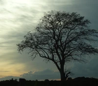 Silhueta de uma árvore solitária contra um céu escuro e dramático.