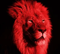 Lion majestueux baigné de lumière rouge