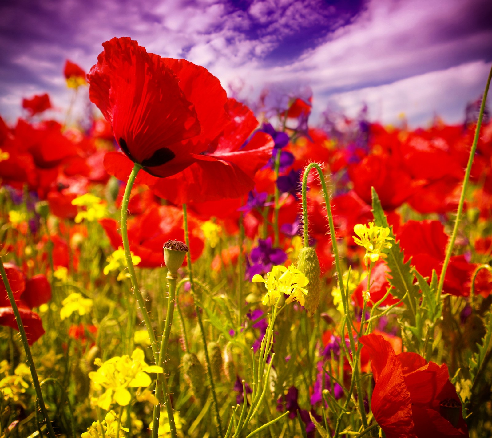 Il y a beaucoup de fleurs rouges dans un champ de fleurs jaunes et violettes (champ, fleurs, nature, coquelicots)