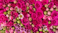 Roses roses vibrantes et boutons dans un arrangement en fleurs