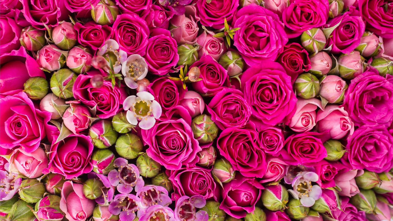 rose, flower, garden roses, flowering plant, pink wallpaper