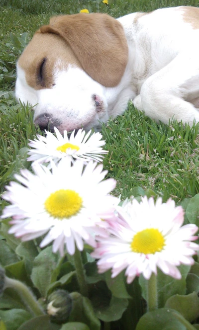 Um cachorro pacífico descansando entre margaridas em flor.