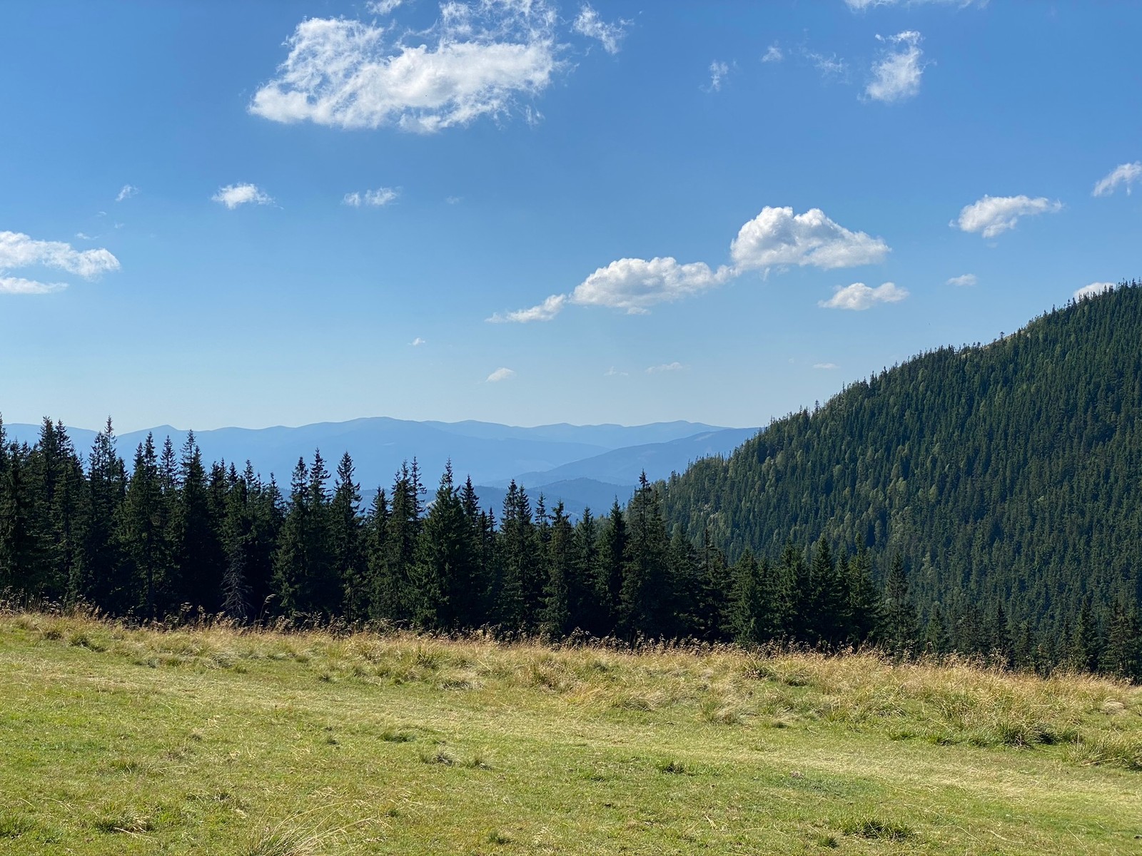 Há uma vaca em pé em uma colina gramada com uma montanha ao fundo (pradaria, natureza, vegetação, ambiente natural, paisagem natural)