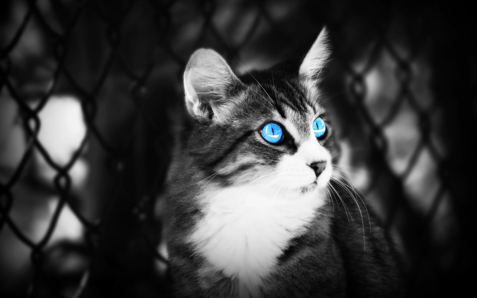 A close up of a cat with blue eyes looking at something (siamese cat, kitten, cat, whiskers, black)