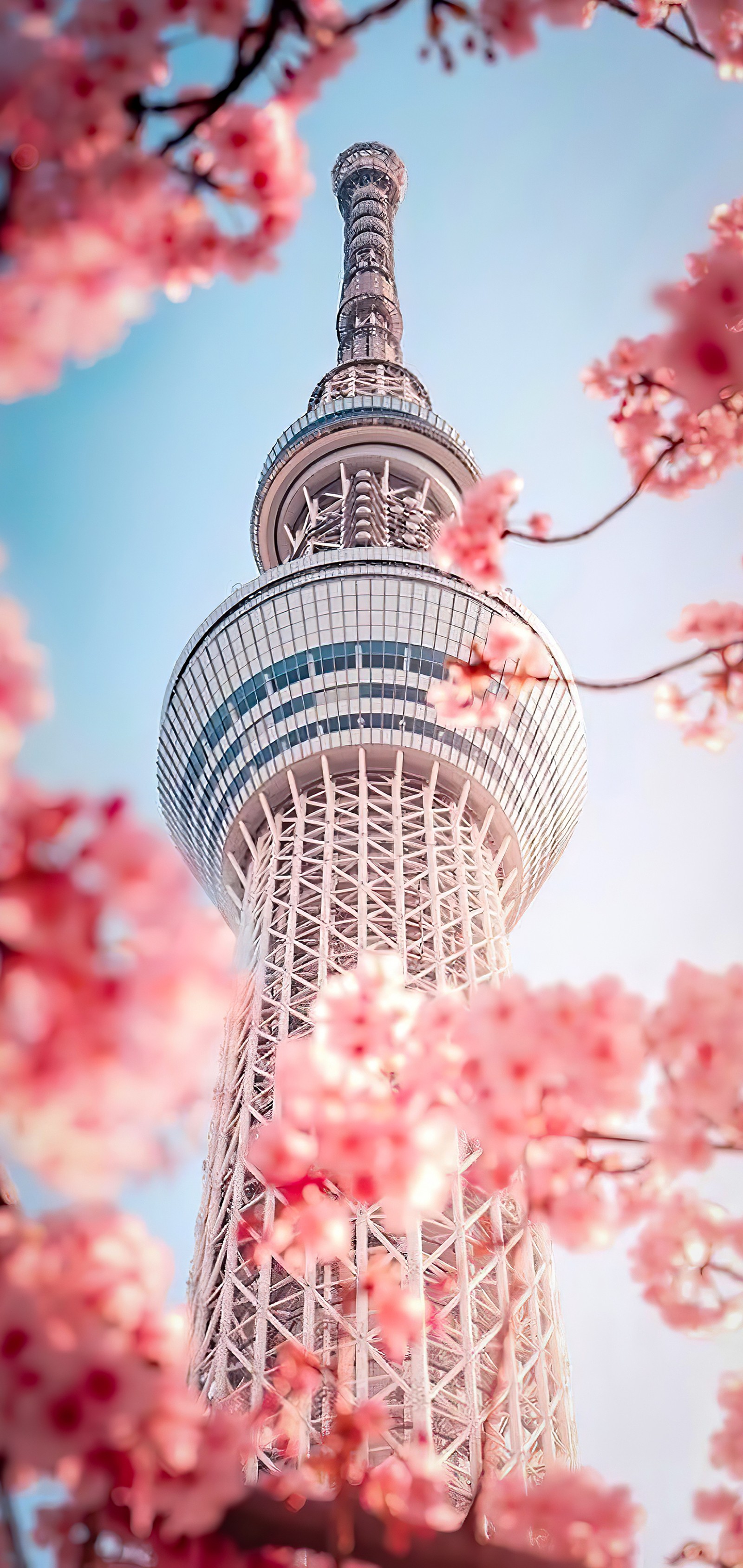 seoul, korean, flower, daytime, white Download Wallpaper