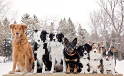 Um grupo diversificado de cães de raça pura, incluindo um border collie, um cão de gado australiano e um corgi galês de Pembroke, sentados juntos em uma paisagem invernal nevada.