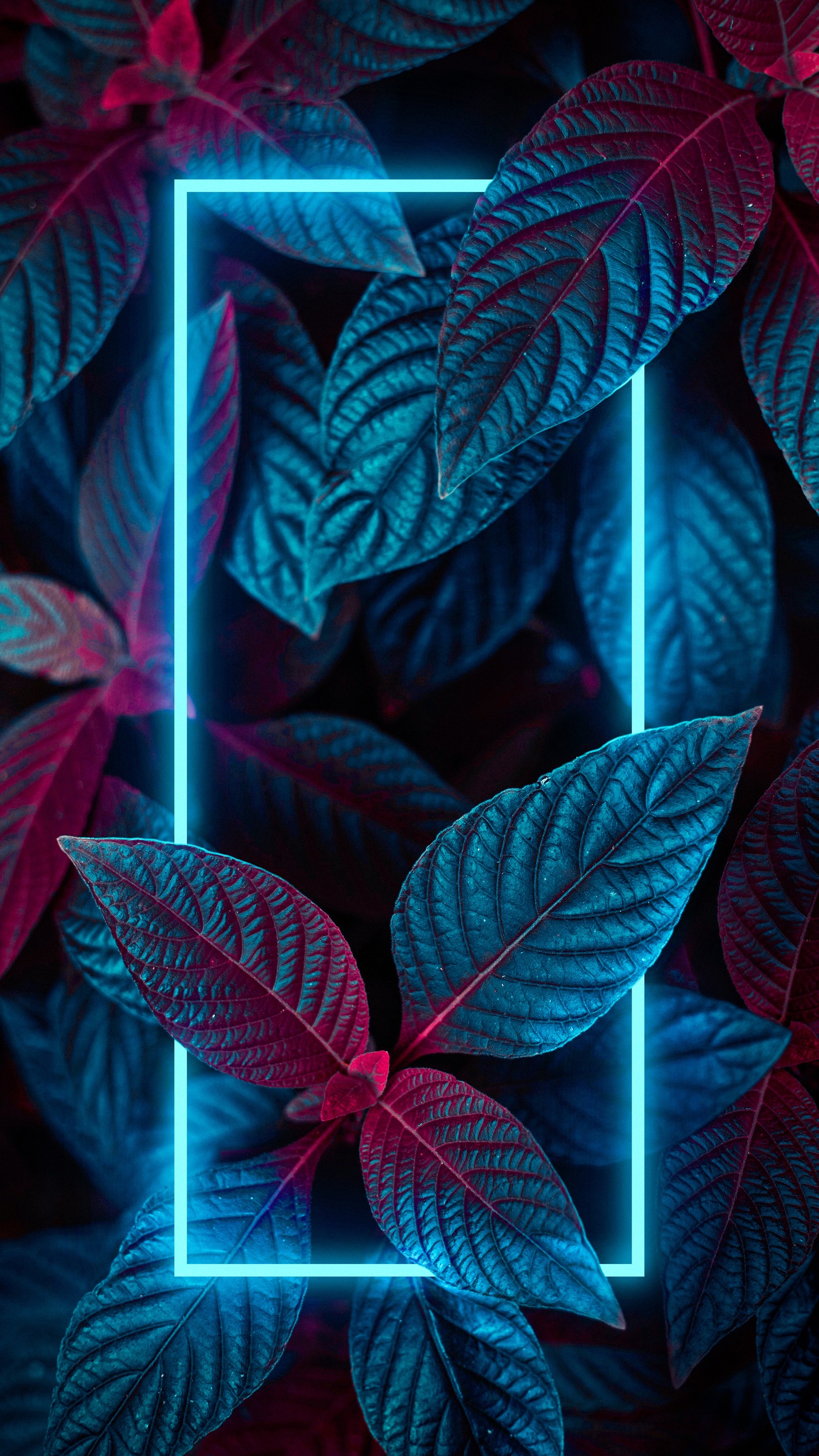 A close up of a neon frame surrounded by leaves (ios, plant, light, flower, leaf)