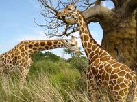 Duas girafas pastando em uma savana gramada perto de uma grande árvore, mostrando a vida selvagem de um ecossistema de parque nacional.