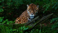 Jaguar resting in lush vegetation, showcasing its striking coat and intense gaze.