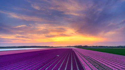 Pôr do sol vibrante sobre um campo florido de flores roxas