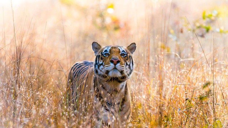 Жираф в высокой траве смотрит на камеру (wild tiger, kanha national park, индия, india, 5k)