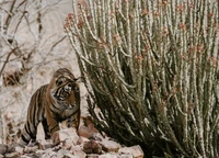 Tigre de Sibérie explorant un paysage rocheux près de plantes de cactus vibrantes dans le parc national Kruger.