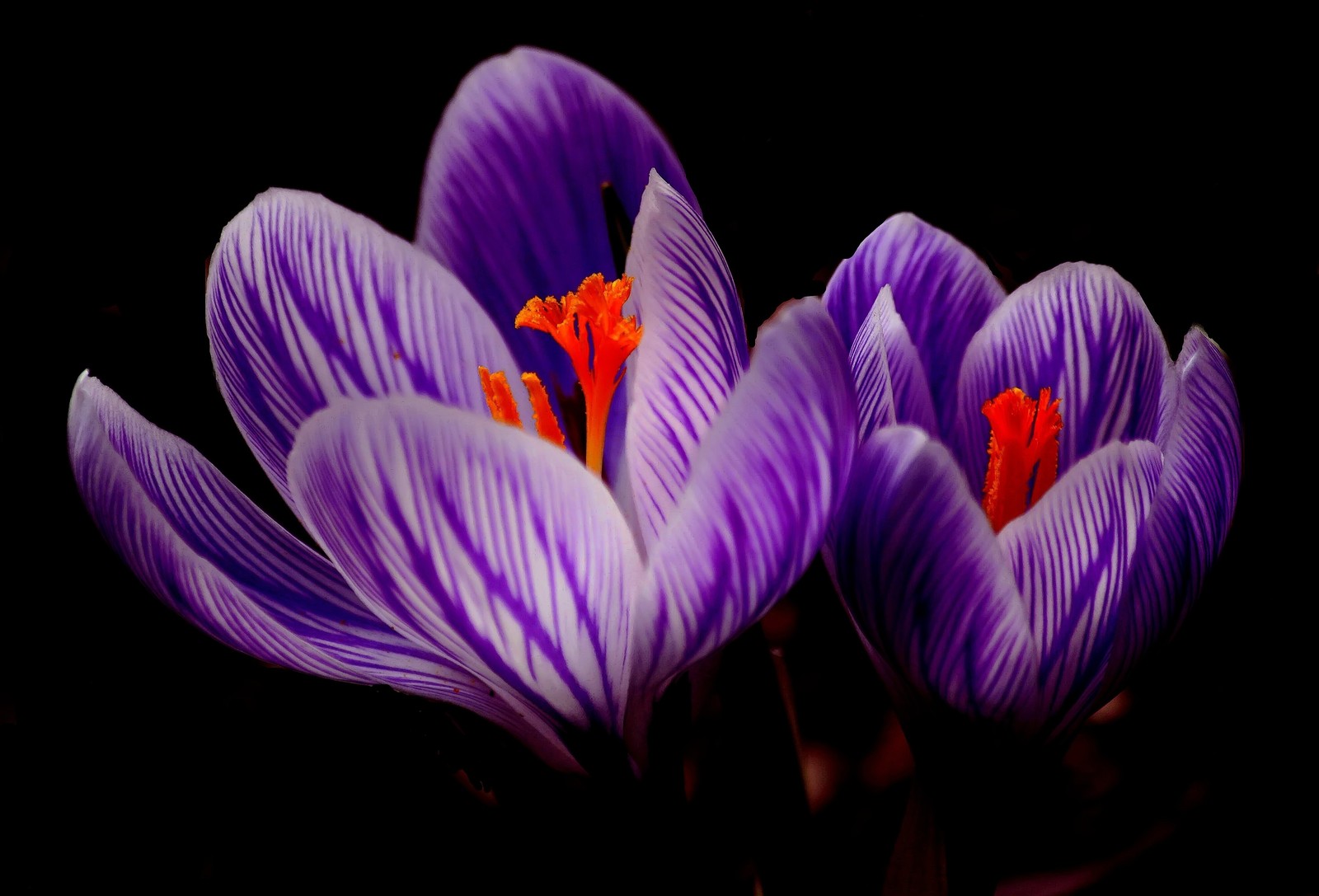 Purple and white flowers with orange stamens on a black background (flowering plant, flower, blossom, petal, crocus)