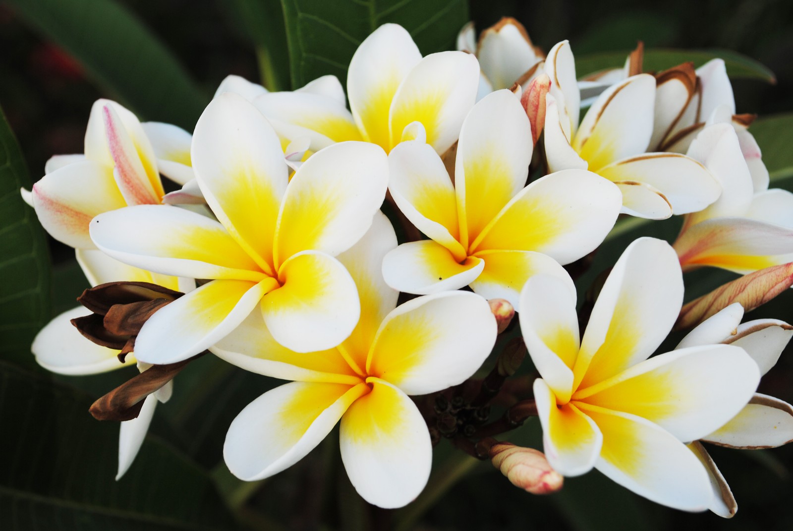 Il y a beaucoup de fleurs blanches et jaunes avec des feuilles vertes. (pétale, plante à fleurs, plante, printemps, flore)