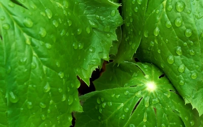 Lush Green Leaves Adorned with Fresh Water Droplets