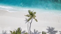 Abgelegener Strand mit Palmen unter klarem Himmel