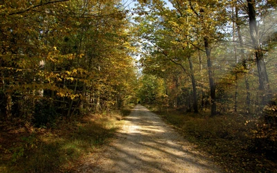 Chemin de terre d'automne serpentant à travers une forêt sereine avec un feuillage vibrant.