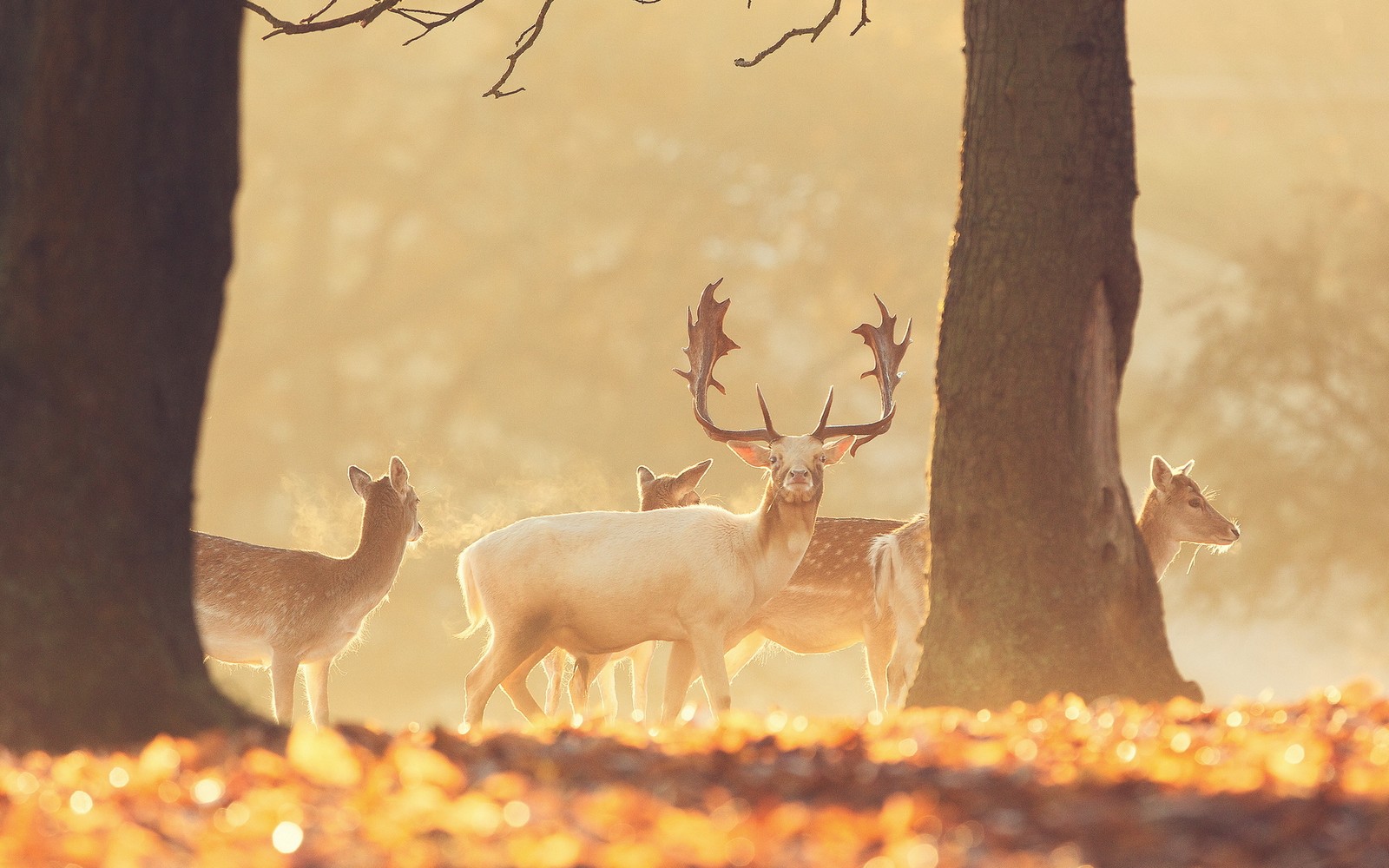 deer, wildlife, antler, red deer, deer forest Download Wallpaper