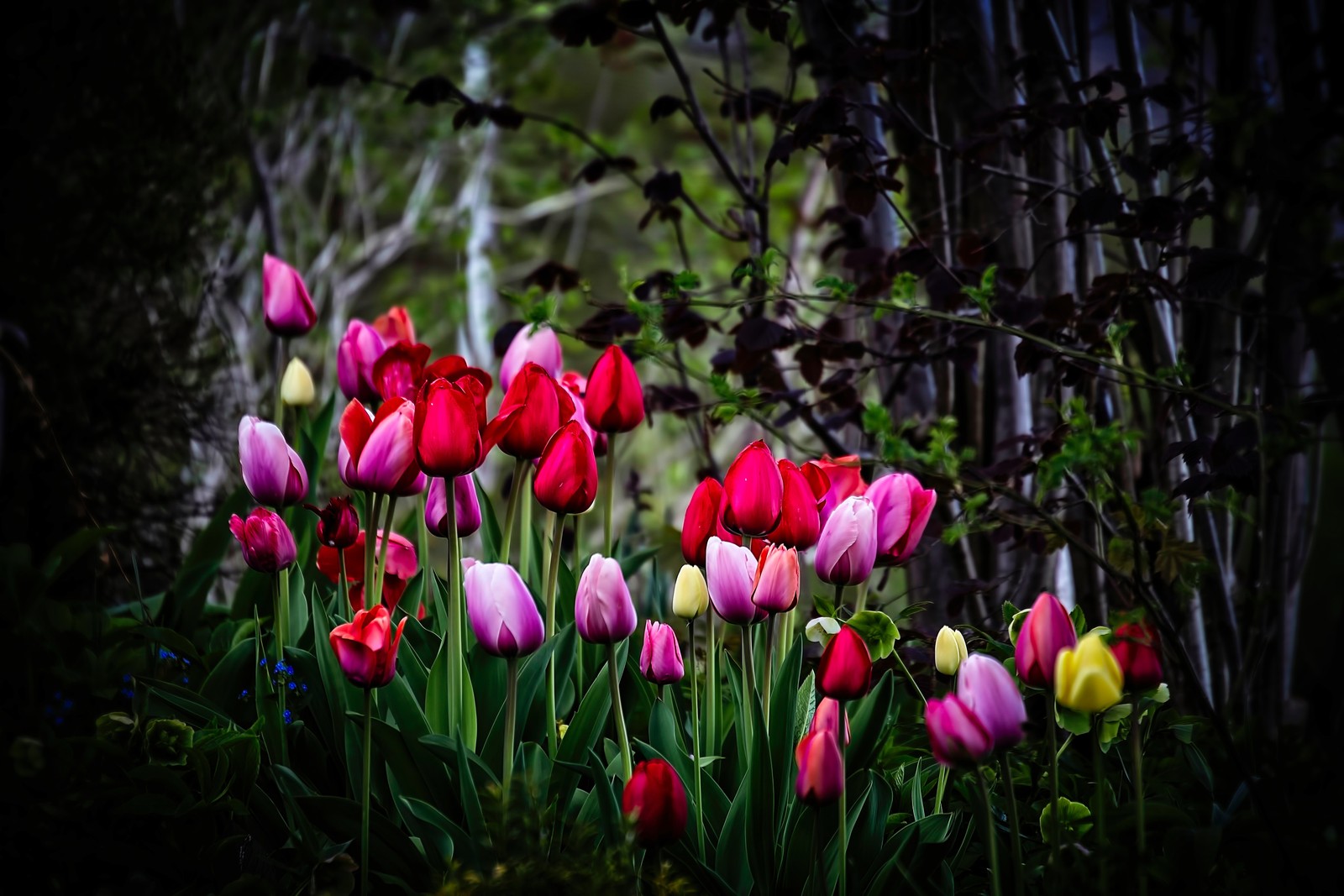 tulip flowers, multicolor, colorful, blossom, pink wallpaper