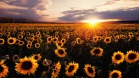 sunrise, sunflowers, flower, field, nature wallpaper