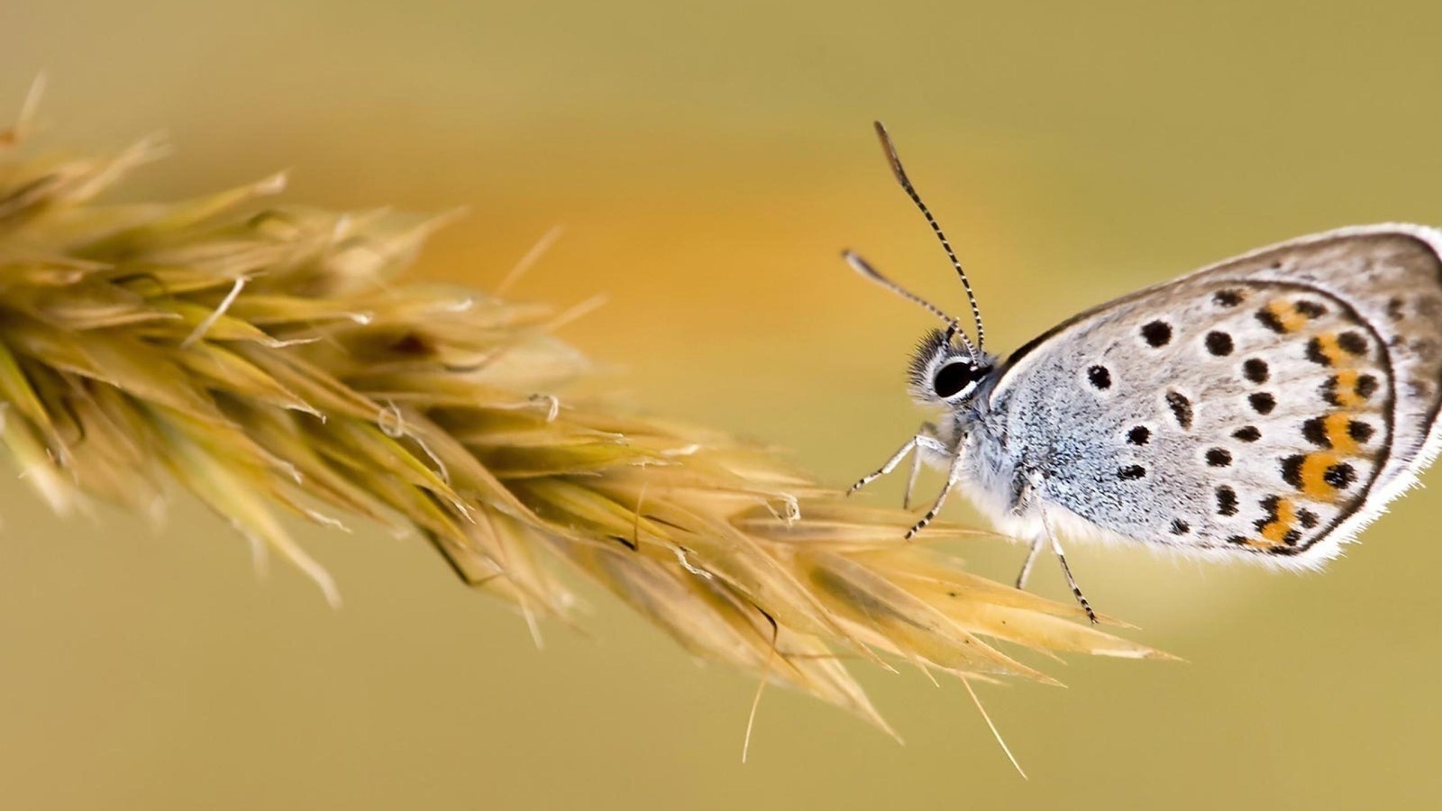 insect, butterfly, invertebrate, lycaenid, moths and butterflies wallpaper