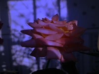 Rosa iluminada contra un fondo oscuro