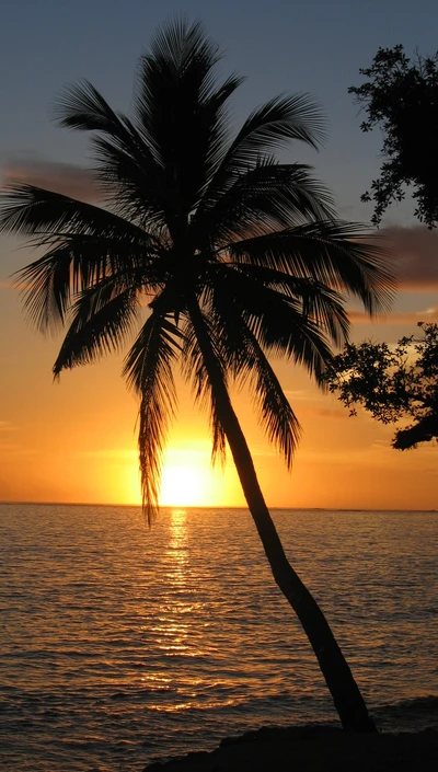 Sérénité du coucher de soleil : Une silhouette de palmier au-dessus de l'océan de Floride