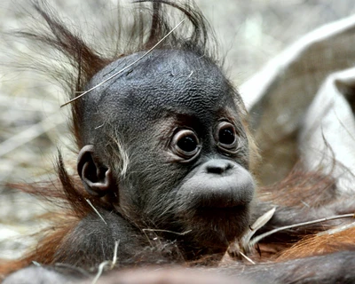 Bebê macaco curioso com penteado brincalhão