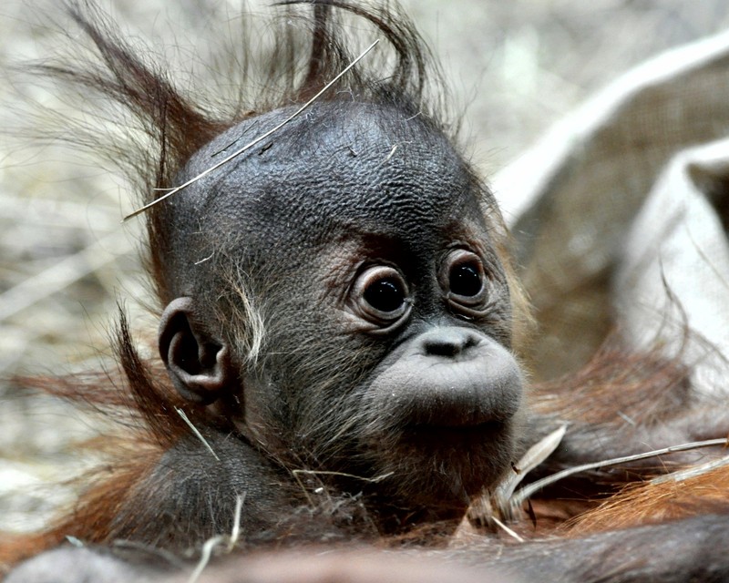 Там baby orangutan с очень длинными волосами (маленький, обезьяна)