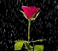 cute, feelings, love, rose wallpaper