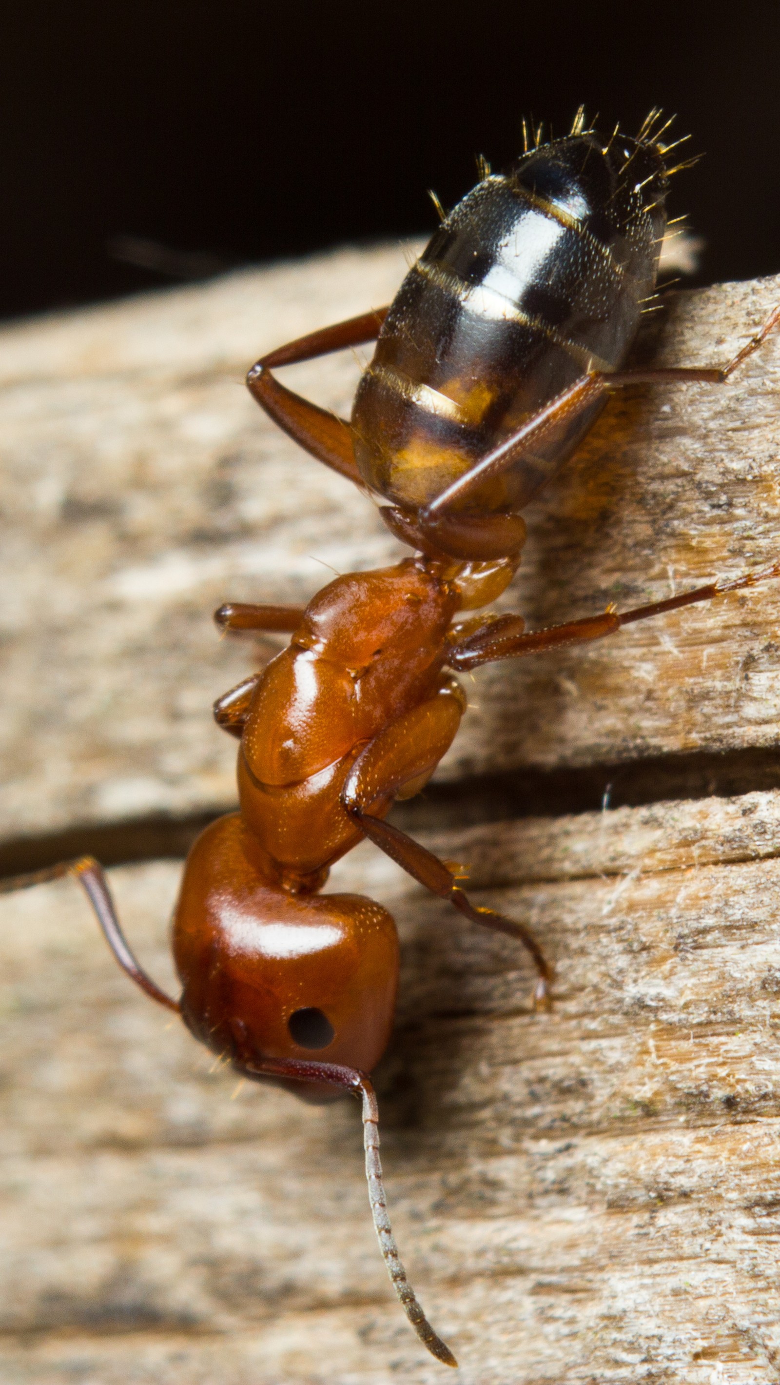 Baixar papel de parede formiga, inseto, macro, fauna