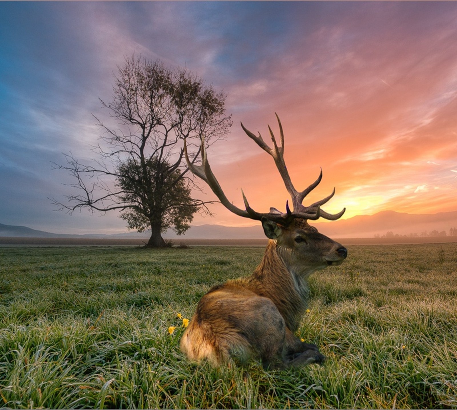 Lade and animal, natur Hintergrund herunter