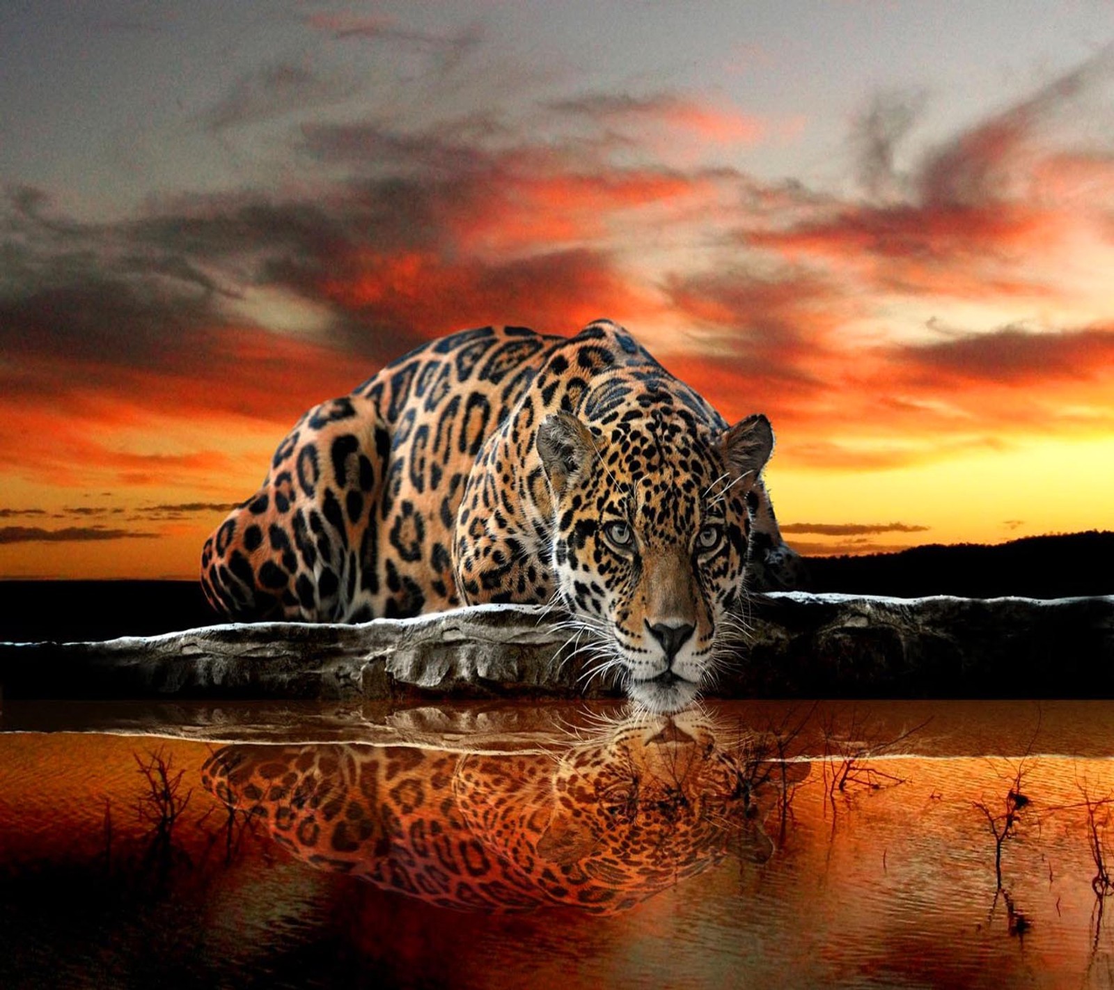 jaguar, wild wallpaper