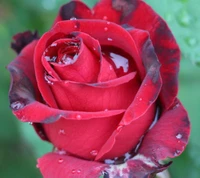 Rosa roja vibrante con gotas de rocío