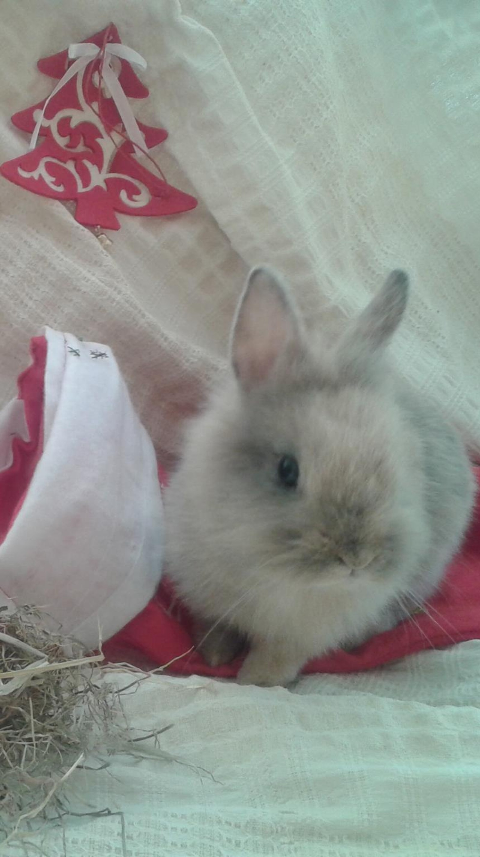 There is a small rabbit sitting on a blanket next to a hat (bunny, christmas, cute)