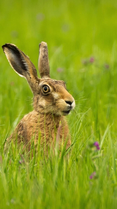 animal, lapin, lièvre