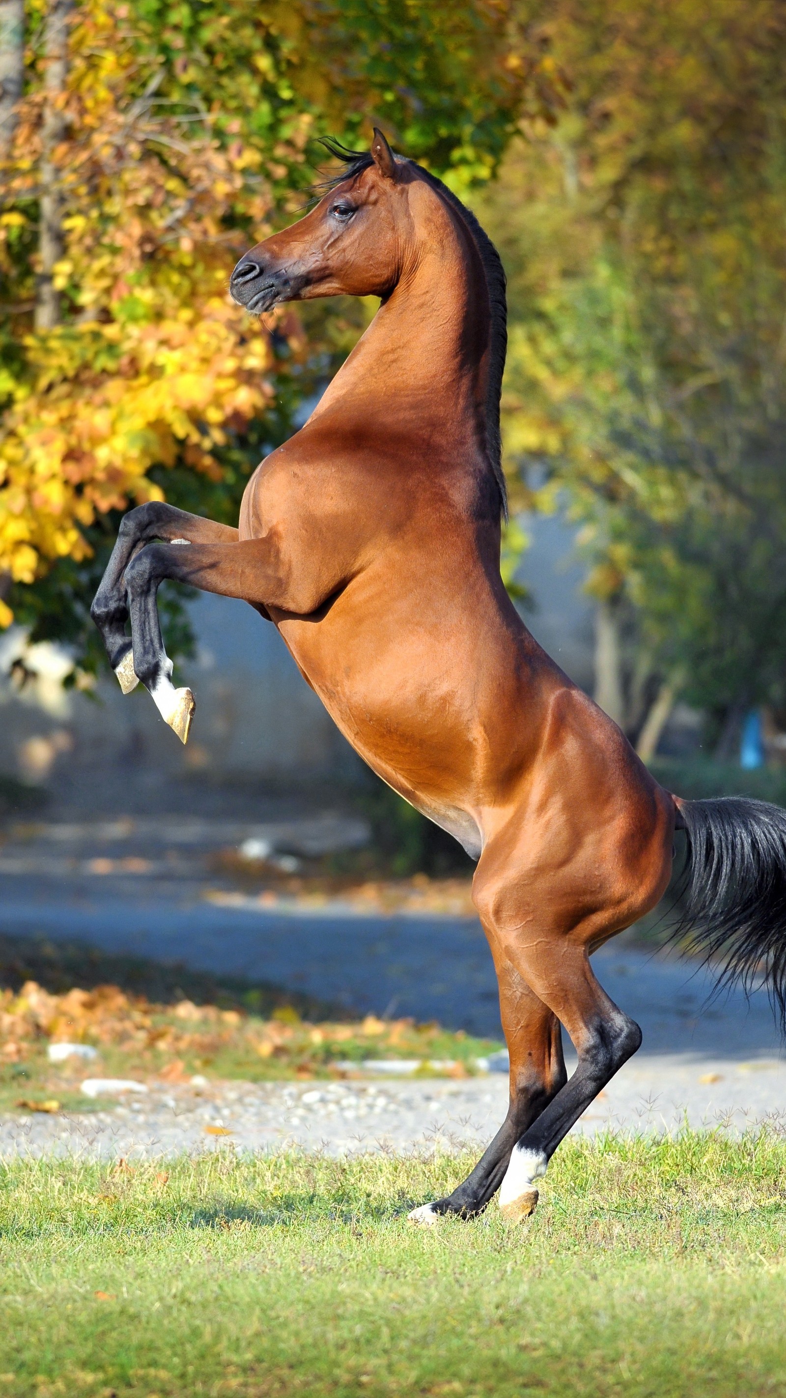 Un caballo está de pie sobre sus patas traseras (hermosos caballos, perfectos caballos)