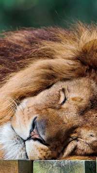 Lion dormant se repose paisiblement