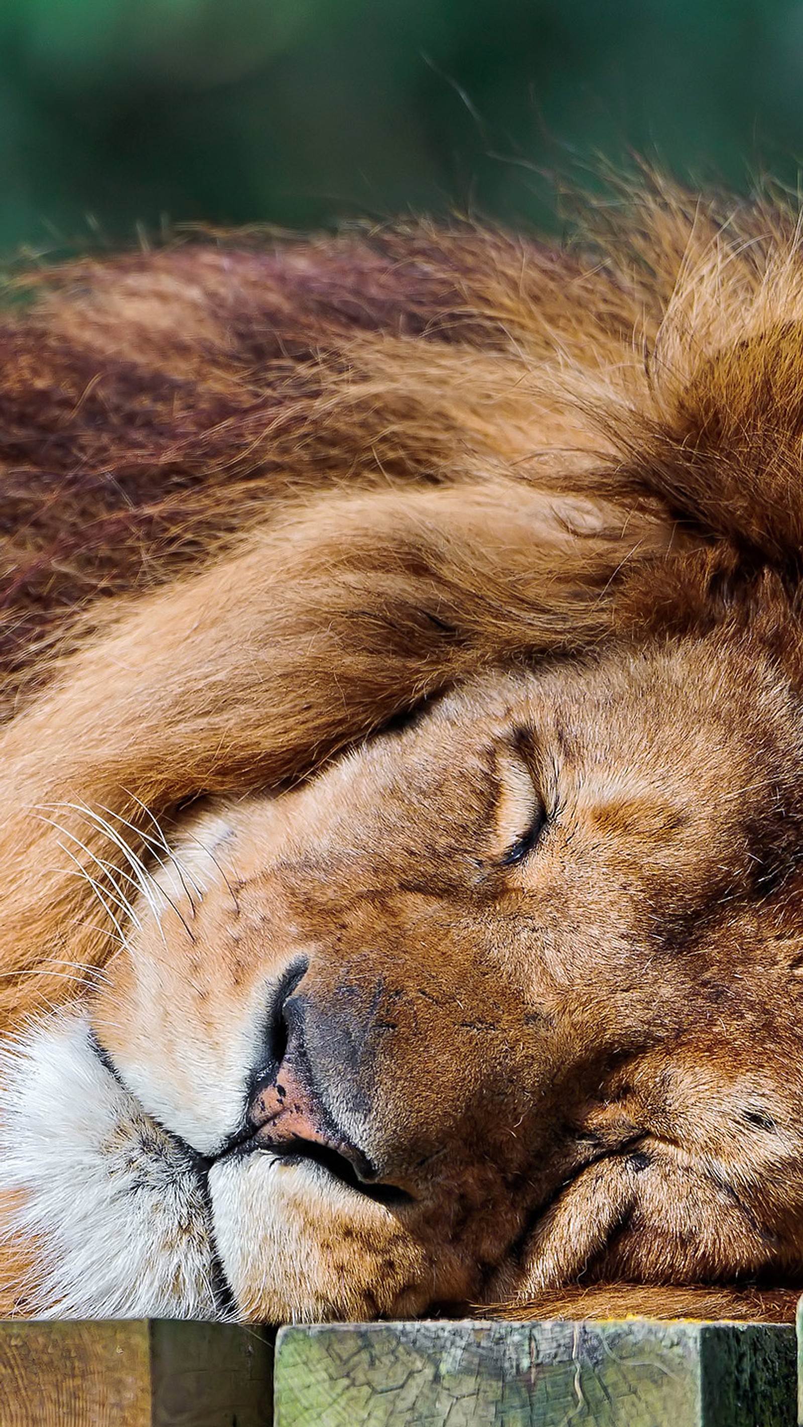 There is a lion that is sleeping on a wooden fence (lion, sleeping)