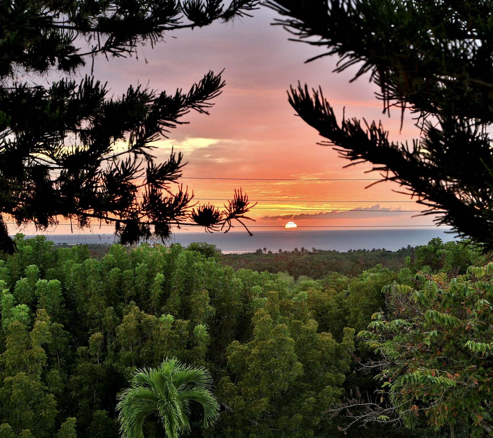 Vue arabe d'un coucher de soleil sur une forêt avec un oiseau volant au loin (forêt, feuille, feuilles, plante, soleil)