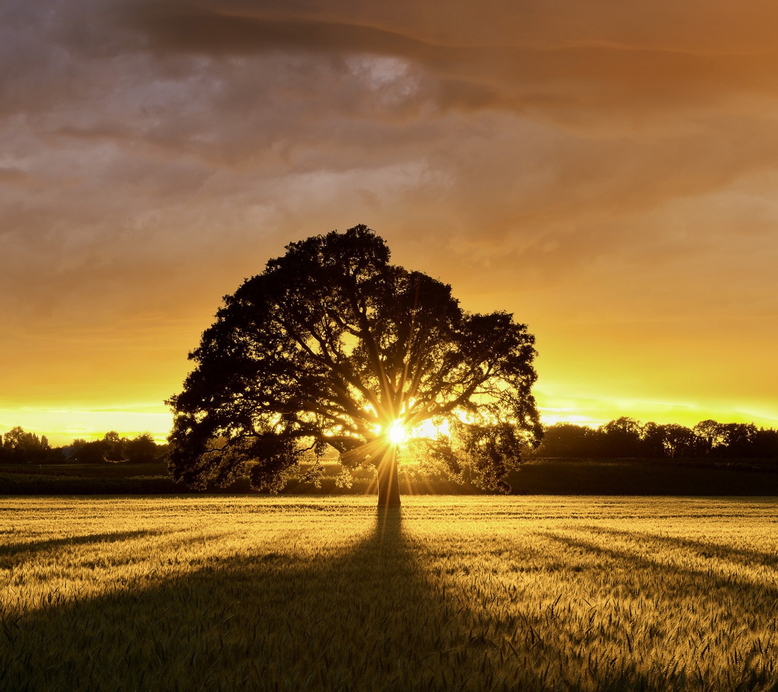 Arafed tree in a field with the sun setting behind it (sunset, tree)