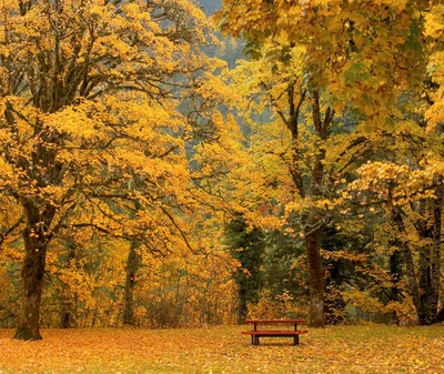 autumn, bench, gold, leaves, nature