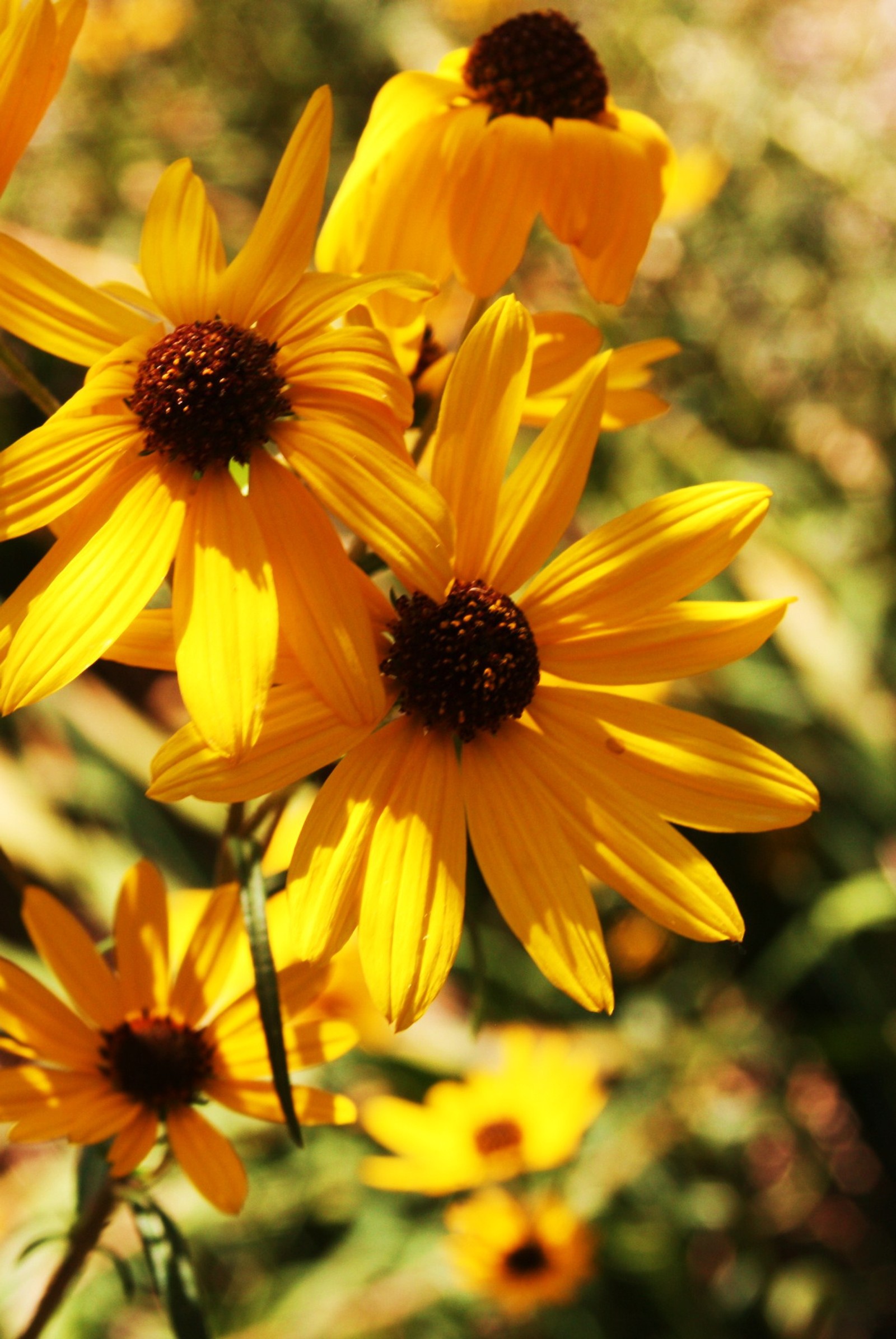 Flores amarillas con centros oscuros en un jardín (margaritas, flor, amarillo)