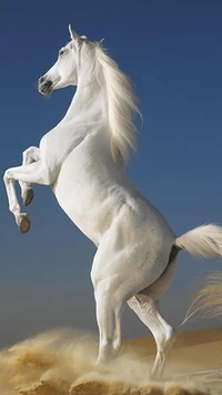 animal, horses wallpaper